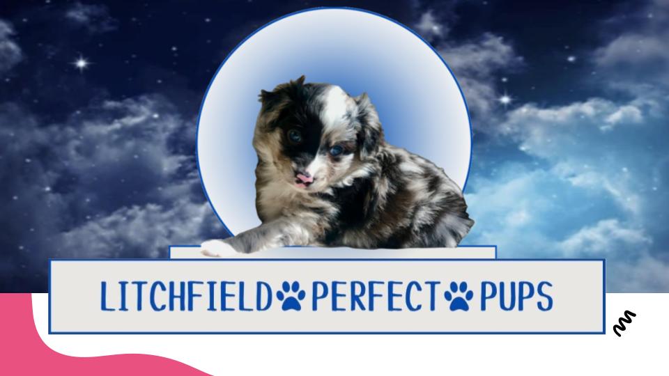 Litchfield Perfect Pups