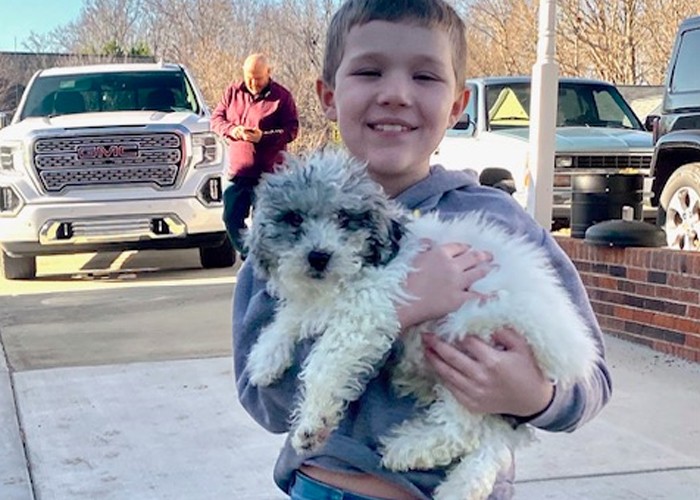 mini aussiedoodle breeder