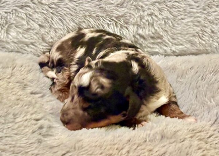 mini aussiedoodle puppies for sale