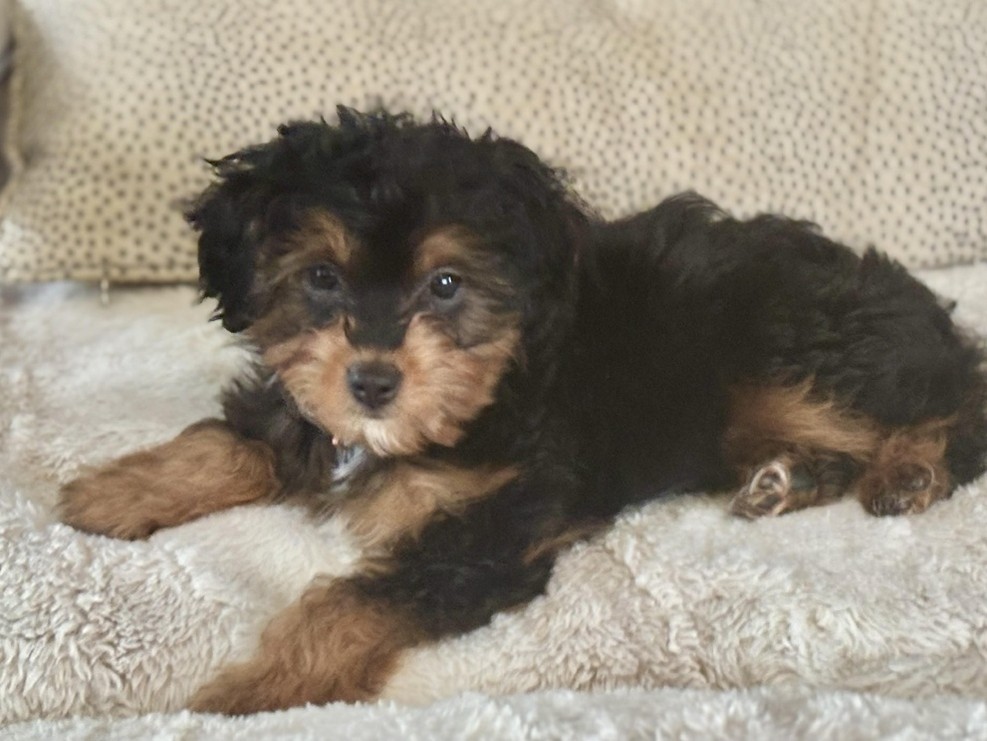 Mini Australian Shepherd Puppies