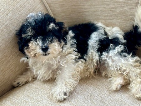 Toy Aussie Puppies for Sale