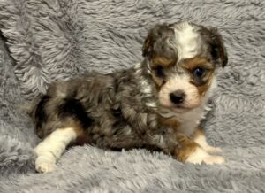 Small tri-color puppy lying on a soft gray faux fur blanket, looking at the camera with a curious expression.