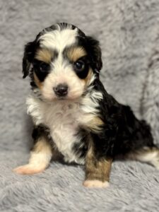 Young tri-colored Australian Shepherd puppy sitting on a soft gray blanket, looking at the camera.