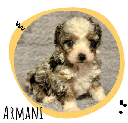 Cute fluffy puppy with blue eyes sitting on a gray carpet; the name Armani is written in decorative letters.