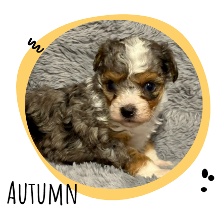 Young fluffy puppy with white and brown fur inside an orange circular frame labeled Autumn on a gray background.