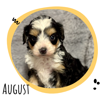 Tri-color Australian Shepherd puppy with black, white, and tan fur sits inside a yellow circular frame labeled August.