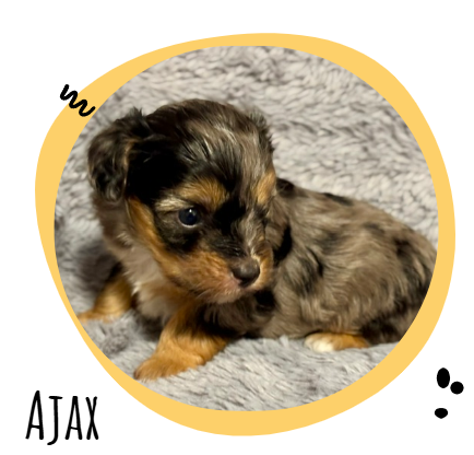 Small black-and-tan puppy resting on a gray blanket inside a round yellow frame with decorative doodles and the word AJAX.