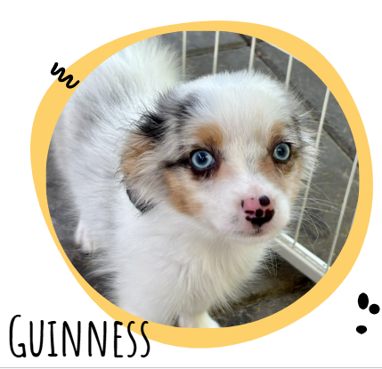 Adorable fluffy puppy with blue eyes inside a yellow circular frame, surrounded by Guinness branding and decorative doodles.