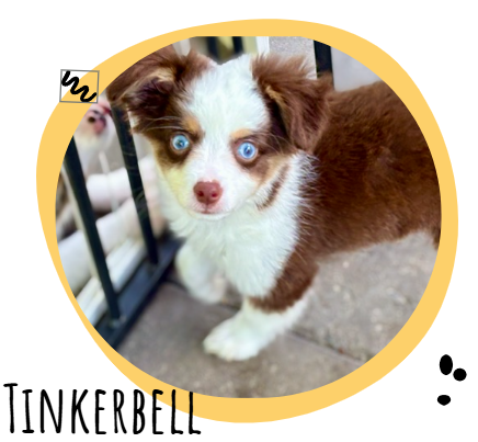 Brown and white puppy with striking blue eyes peeks through a black gate, framed by a round yellow border (name appears as a decorative caption: Tinkerbell).