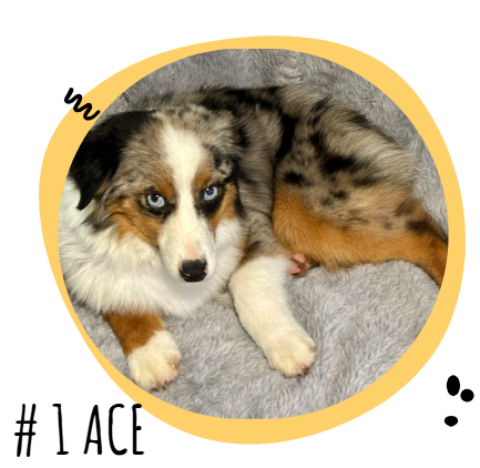 Dog with blue eyes lying on a gray fluffy surface inside a yellow circular frame, with the text '#1 ACE' in the bottom-left corner.