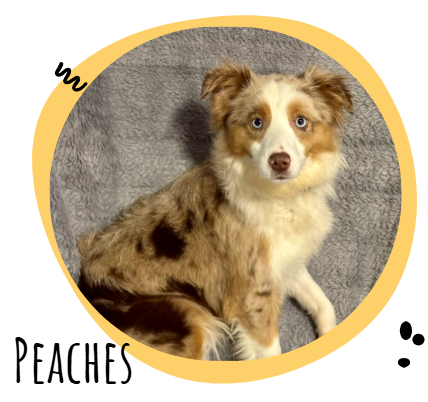Photo of a merle-coated dog with brown and white fur, named Peaches, sitting on a gray blanket inside a peach-colored circular frame.