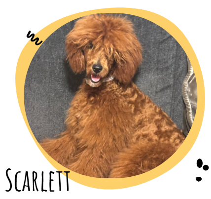Brown fluffy poodle sitting on a gray couch, named Scarlett.