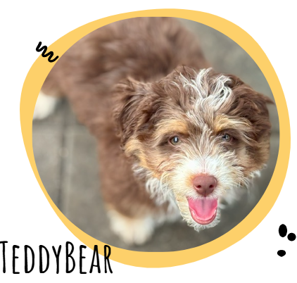 Fluffy brown and white puppy with pink nose inside a yellow circular frame labeled TEDDYBEAR.