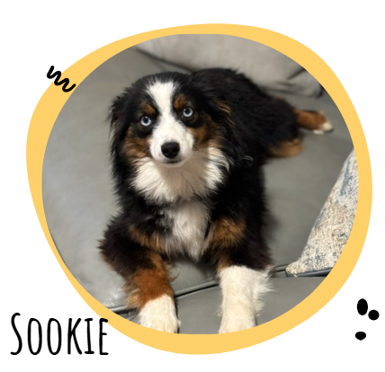 Australian Shepherd puppy with black, white and brown fur sits inside a gold circular frame; the word 'SOOKIE' appears in decorative letters around the edge.